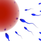 Illustration for article titled Stem Cells Used To Create Sperm